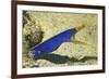 Blue Ribbon Eel-Hal Beral-Framed Photographic Print