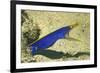 Blue Ribbon Eel-Hal Beral-Framed Photographic Print