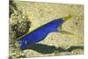 Blue Ribbon Eel-Hal Beral-Mounted Photographic Print