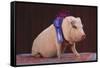 Blue Ribbon Pig-DLILLC-Framed Stretched Canvas