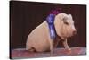 Blue Ribbon Pig-DLILLC-Stretched Canvas