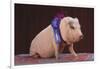 Blue Ribbon Pig-DLILLC-Framed Photographic Print