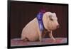 Blue Ribbon Pig-DLILLC-Framed Photographic Print