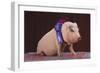 Blue Ribbon Pig-DLILLC-Framed Photographic Print