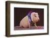 Blue Ribbon Pig-DLILLC-Framed Photographic Print