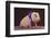 Blue Ribbon Pig-DLILLC-Framed Photographic Print