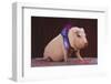 Blue Ribbon Pig-DLILLC-Framed Photographic Print