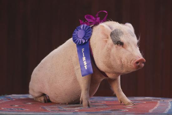 blue-ribbon-pig_u-L-PZR5EH0.jpg