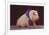 Blue Ribbon Pig-DLILLC-Framed Photographic Print