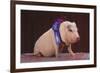 Blue Ribbon Pig-DLILLC-Framed Photographic Print