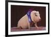 Blue Ribbon Pig-DLILLC-Framed Photographic Print