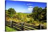 Blue Ridge Backyard-Alan Hausenflock-Stretched Canvas