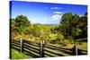 Blue Ridge Backyard-Alan Hausenflock-Stretched Canvas