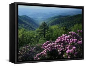 Blue Ridge Mountains Catawba Rhododendron, Blue Ridge Parkway, Virginia, USA-Charles Gurche-Framed Stretched Canvas