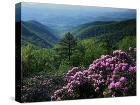 Blue Ridge Mountains Catawba Rhododendron, Blue Ridge Parkway, Virginia, USA-Charles Gurche-Stretched Canvas