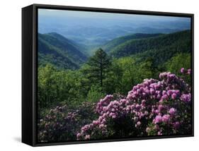 Blue Ridge Mountains Catawba Rhododendron, Blue Ridge Parkway, Virginia, USA-Charles Gurche-Framed Stretched Canvas