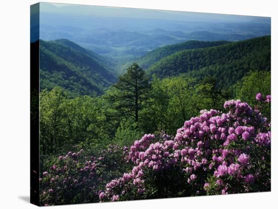 Blue Ridge Mountains Catawba Rhododendron, Blue Ridge Parkway, Virginia, USA-Charles Gurche-Stretched Canvas