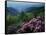 Blue Ridge Mountains Catawba Rhododendron, Blue Ridge Parkway, Virginia, USA-Charles Gurche-Framed Stretched Canvas