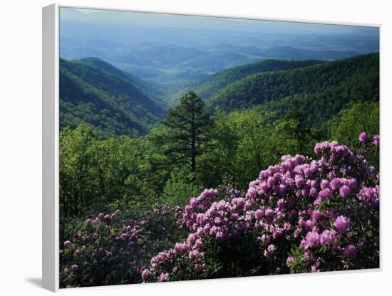 Blue Ridge Mountains Catawba Rhododendron, Blue Ridge Parkway, Virginia, USA-Charles Gurche-Framed Stretched Canvas