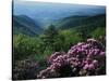 Blue Ridge Mountains Catawba Rhododendron, Blue Ridge Parkway, Virginia, USA-Charles Gurche-Stretched Canvas
