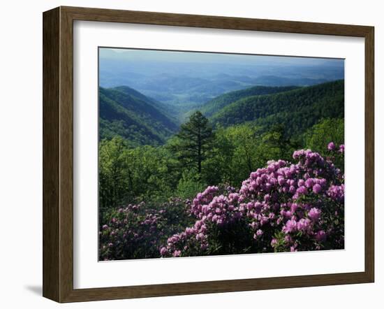 Blue Ridge Mountains Catawba Rhododendron, Blue Ridge Parkway, Virginia, USA-Charles Gurche-Framed Premium Photographic Print