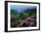Blue Ridge Mountains Catawba Rhododendron, Blue Ridge Parkway, Virginia, USA-Charles Gurche-Framed Premium Photographic Print