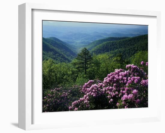 Blue Ridge Mountains Catawba Rhododendron, Blue Ridge Parkway, Virginia, USA-Charles Gurche-Framed Premium Photographic Print