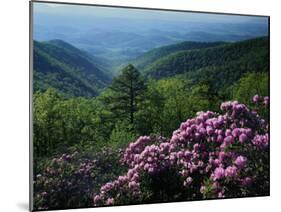 Blue Ridge Mountains Catawba Rhododendron, Blue Ridge Parkway, Virginia, USA-Charles Gurche-Mounted Premium Photographic Print