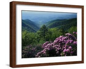 Blue Ridge Mountains Catawba Rhododendron, Blue Ridge Parkway, Virginia, USA-Charles Gurche-Framed Photographic Print