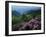 Blue Ridge Mountains Catawba Rhododendron, Blue Ridge Parkway, Virginia, USA-Charles Gurche-Framed Photographic Print