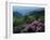 Blue Ridge Mountains Catawba Rhododendron, Blue Ridge Parkway, Virginia, USA-Charles Gurche-Framed Photographic Print