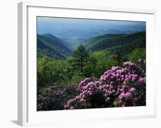 Blue Ridge Mountains Catawba Rhododendron, Blue Ridge Parkway, Virginia, USA-Charles Gurche-Framed Photographic Print