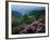 Blue Ridge Mountains Catawba Rhododendron, Blue Ridge Parkway, Virginia, USA-Charles Gurche-Framed Photographic Print