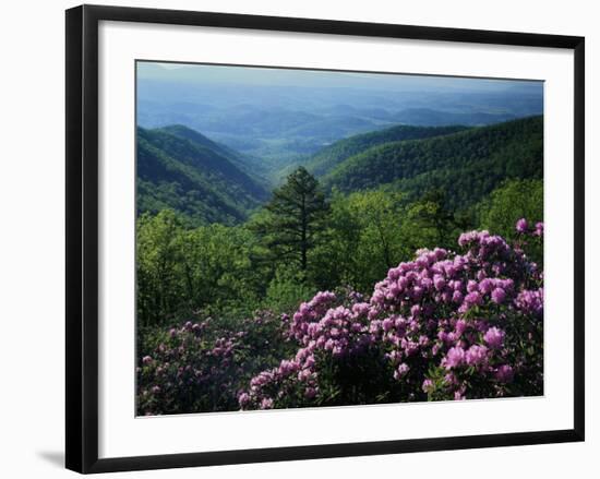 Blue Ridge Mountains Catawba Rhododendron, Blue Ridge Parkway, Virginia, USA-Charles Gurche-Framed Photographic Print