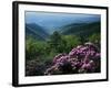 Blue Ridge Mountains Catawba Rhododendron, Blue Ridge Parkway, Virginia, USA-Charles Gurche-Framed Photographic Print