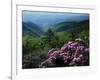 Blue Ridge Mountains Catawba Rhododendron, Blue Ridge Parkway, Virginia, USA-Charles Gurche-Framed Photographic Print