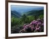 Blue Ridge Mountains Catawba Rhododendron, Blue Ridge Parkway, Virginia, USA-Charles Gurche-Framed Photographic Print