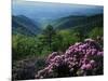 Blue Ridge Mountains Catawba Rhododendron, Blue Ridge Parkway, Virginia, USA-Charles Gurche-Mounted Photographic Print