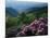 Blue Ridge Mountains Catawba Rhododendron, Blue Ridge Parkway, Virginia, USA-Charles Gurche-Mounted Photographic Print