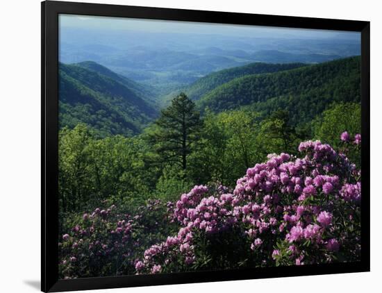 Blue Ridge Mountains Catawba Rhododendron, Blue Ridge Parkway, Virginia, USA-Charles Gurche-Framed Photographic Print