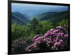 Blue Ridge Mountains Catawba Rhododendron, Blue Ridge Parkway, Virginia, USA-Charles Gurche-Framed Photographic Print