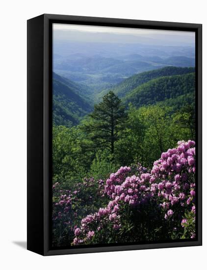 Blue Ridge Mountains Catawba Rhododendron, Blue Ridge Parkway, Virginia, USA-Charles Gurche-Framed Stretched Canvas