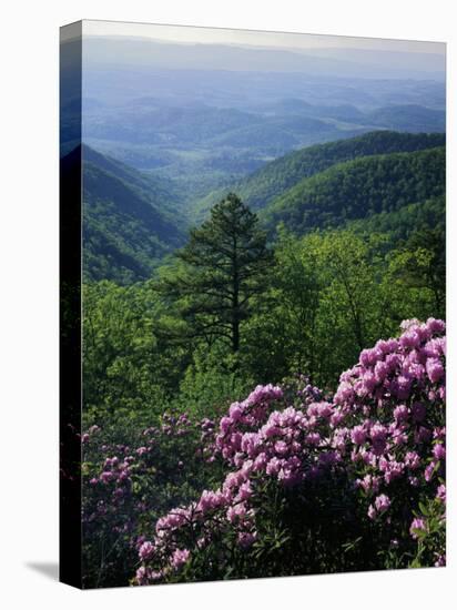 Blue Ridge Mountains Catawba Rhododendron, Blue Ridge Parkway, Virginia, USA-Charles Gurche-Stretched Canvas