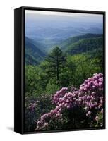 Blue Ridge Mountains Catawba Rhododendron, Blue Ridge Parkway, Virginia, USA-Charles Gurche-Framed Stretched Canvas