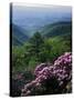 Blue Ridge Mountains Catawba Rhododendron, Blue Ridge Parkway, Virginia, USA-Charles Gurche-Stretched Canvas