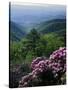 Blue Ridge Mountains Catawba Rhododendron, Blue Ridge Parkway, Virginia, USA-Charles Gurche-Stretched Canvas