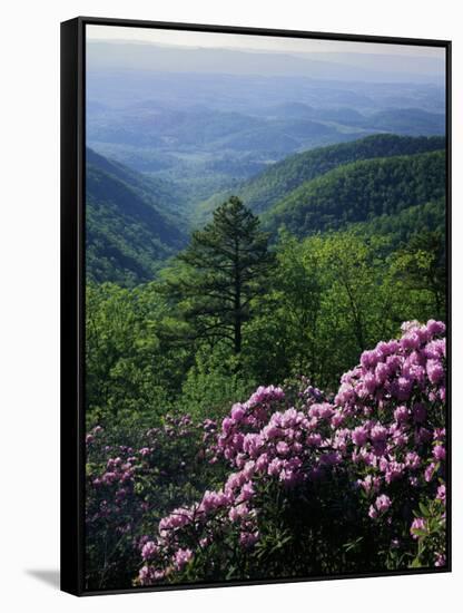 Blue Ridge Mountains Catawba Rhododendron, Blue Ridge Parkway, Virginia, USA-Charles Gurche-Framed Stretched Canvas