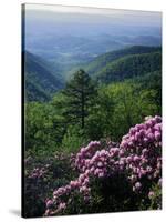 Blue Ridge Mountains Catawba Rhododendron, Blue Ridge Parkway, Virginia, USA-Charles Gurche-Stretched Canvas