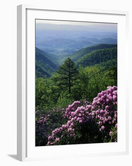 Blue Ridge Mountains Catawba Rhododendron, Blue Ridge Parkway, Virginia, USA-Charles Gurche-Framed Premium Photographic Print