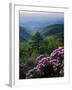 Blue Ridge Mountains Catawba Rhododendron, Blue Ridge Parkway, Virginia, USA-Charles Gurche-Framed Premium Photographic Print